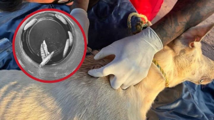 En Las Choapas, detectan a perro callejero infectado con gusano barrenador