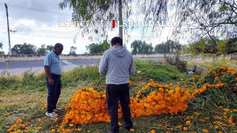 El productor de cempasuchil dijo que a veces no obtiene ganancias de la flor