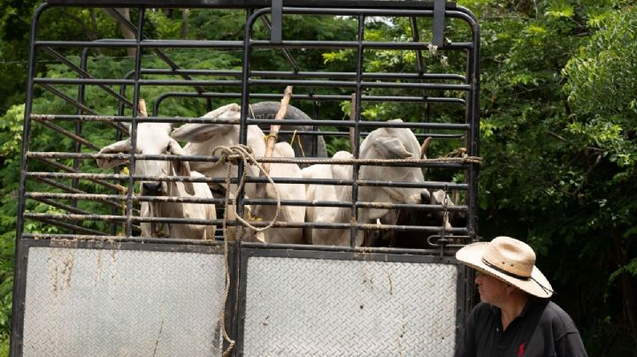 Texas exige reabrir frontera al ganado mexicano ante crisis de precios