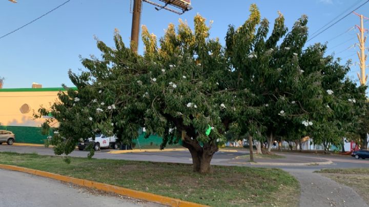 Un árbol cazahuate sobrevive en el bulevar