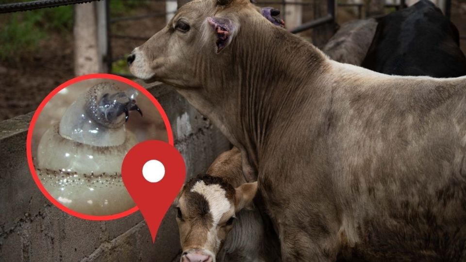 Confirman 2 casos de gusano barrenador en Zongolica; estos son los 40 municipios afectados