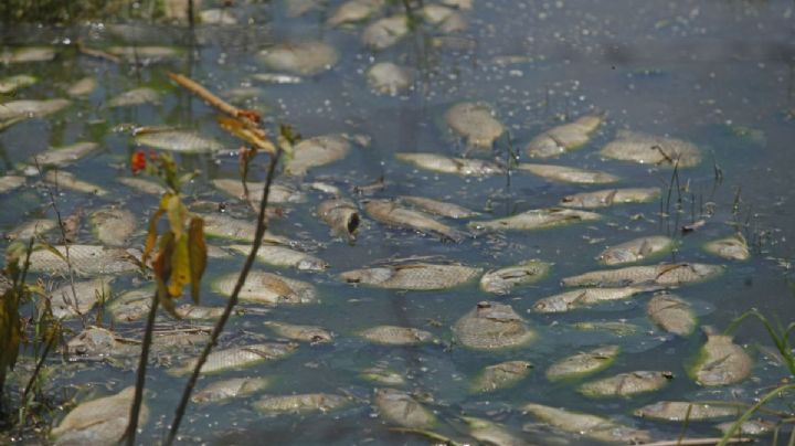 Cientos de peces muertos en laguna de Coatzacoalcos; pescadores denuncian ecocidio