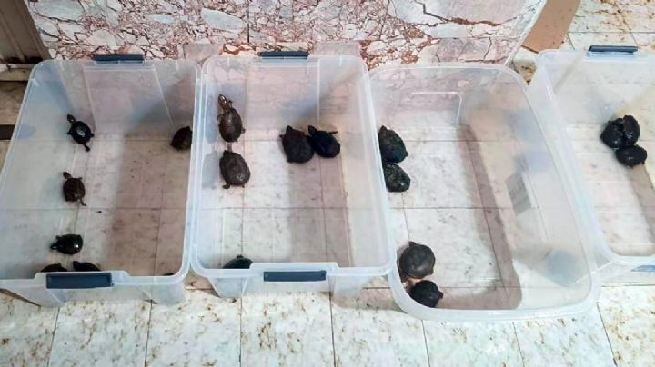 Caen 3 por tráfico ilegal de especies con valor de 134 millones de pesos