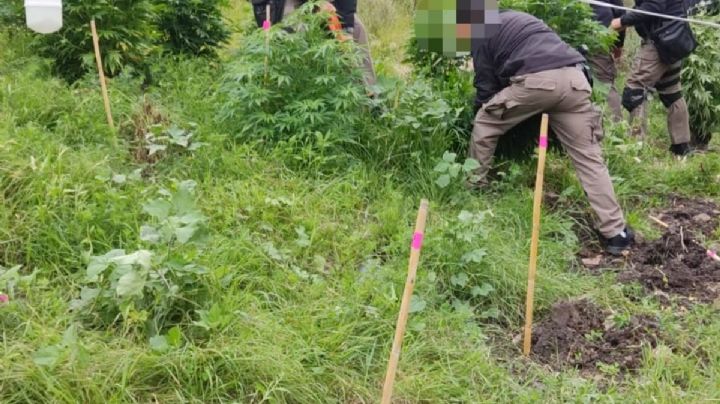 FGR asegura plantío de marihuana en Tepeji del Río I FOTOS