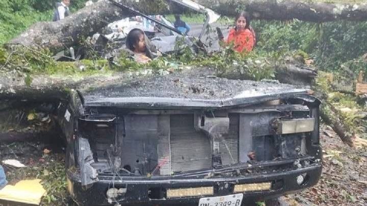 Mueren 2 aplastados por caída de árbol sobre camioneta en Acaxochitlán
