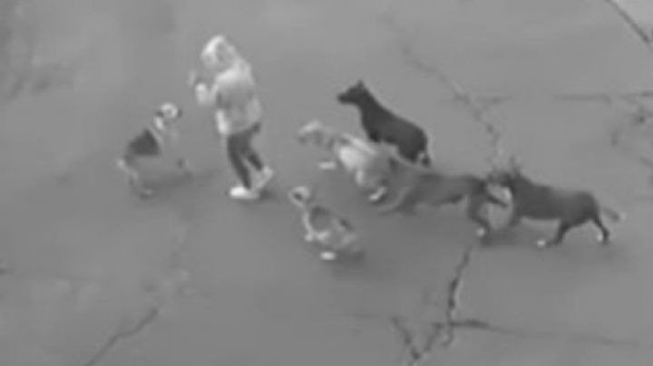 Jauría ataca a mujer en Ixtapaluca; vecinos exigen control canino