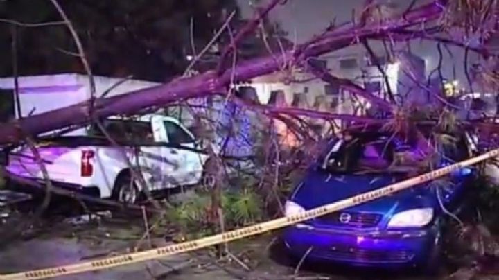 Cae otro árbol: derriba barda y aplasta 2 vehículos en Tulancingo