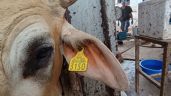 Foto ilustrativa de la nota titulada: Pérdidas por mil 300 millones en exportaciones, saldo de un año de presencia del gusano barrenador