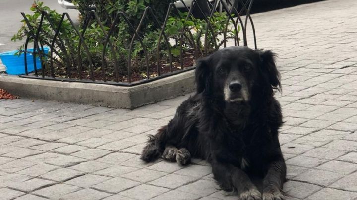 Con llaves donadas, buscan crear monumento a perros en Pachuca; así ayudas