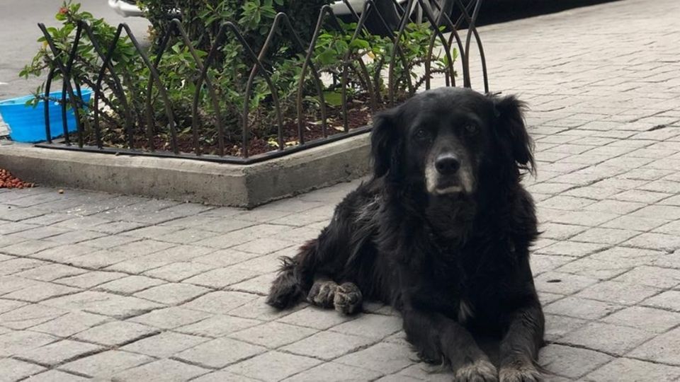 Se busca crear un símbolo de amor y respeto a los perros callejeros