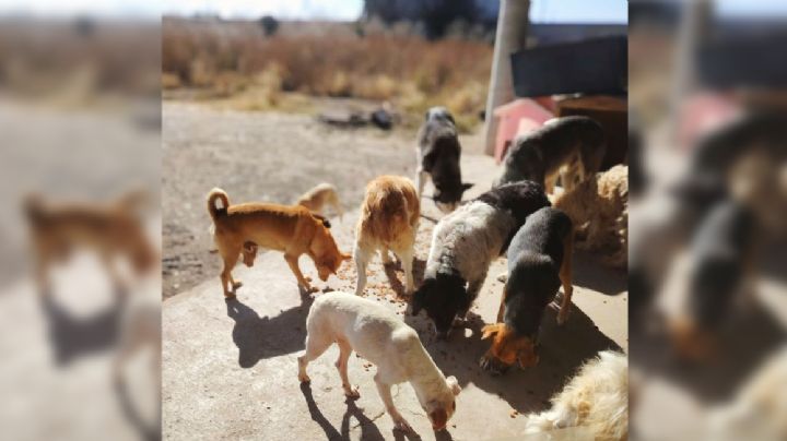 Mueren perros en albergue de León: les donaron croquetas envenenadas