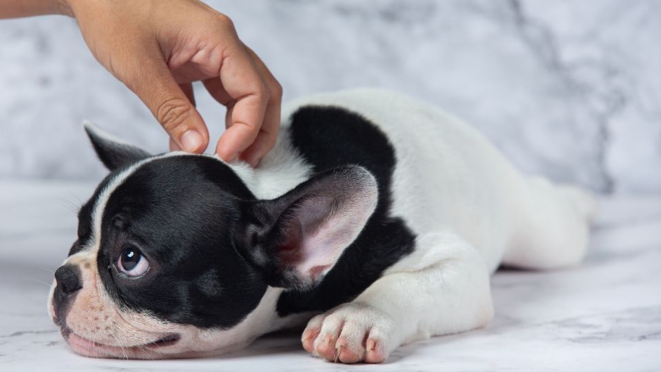 El prurito lo padecen 1 de cda perros con problemas de piel