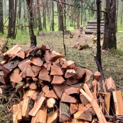 Talan más de 18 mil árboles en Parque Nacional El Chico para eliminar gusano descortezador