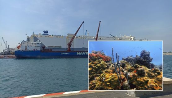 Ampliación del puerto de Veracruz, entre el desarrollo y la devastación de arrecifes