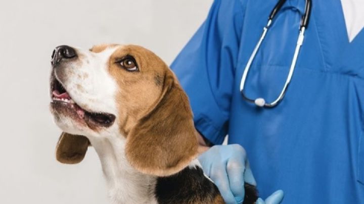 Protege a tus perros y gatos: vacunación y desparasitación gratuitas en la CDMX