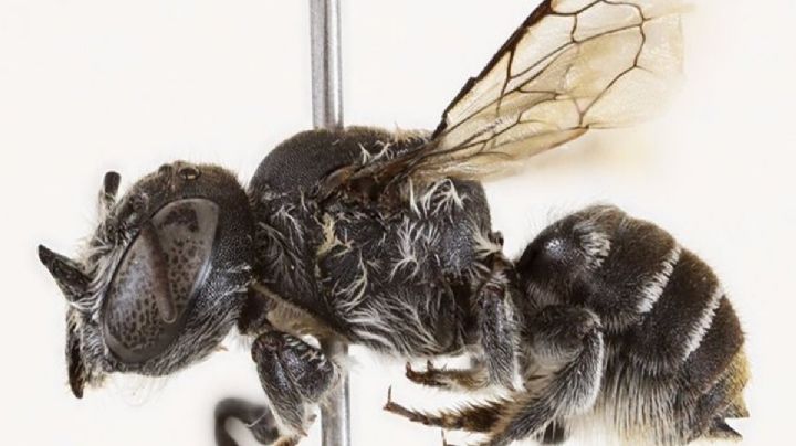 Descubren una nueva especie de abeja con cuernos en Australia: la bautizan ‘Lucifer’