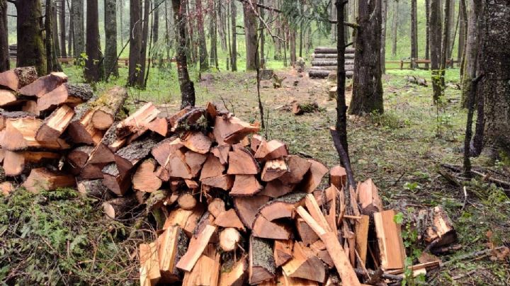 Talan más de 18 mil árboles en Parque Nacional El Chico para eliminar gusano descortezador
