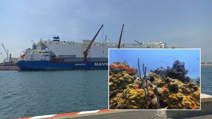 Ampliación del puerto de Veracruz, entre el desarrollo y la devastación de arrecifes