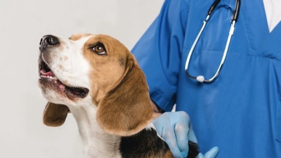 De vacunación y desparasitación