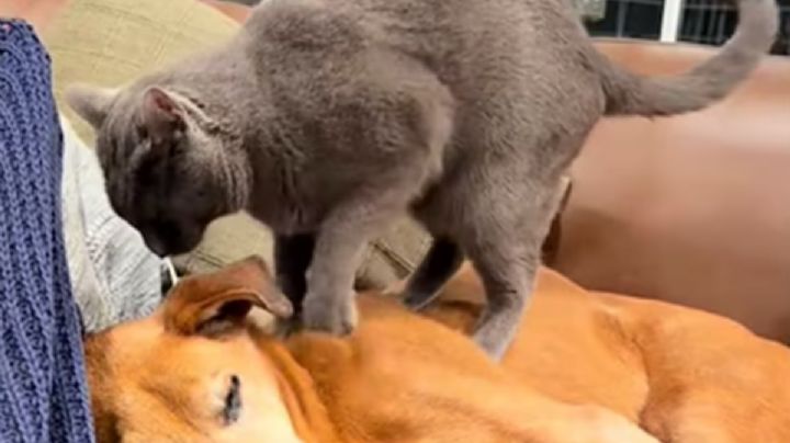 Gato conmueve a millones en TikTok al dar masajes a su hermano perro enfermo