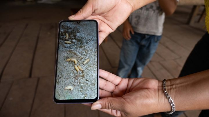 EU abre planta de moscas estériles en México para combatir el gusano barrenador