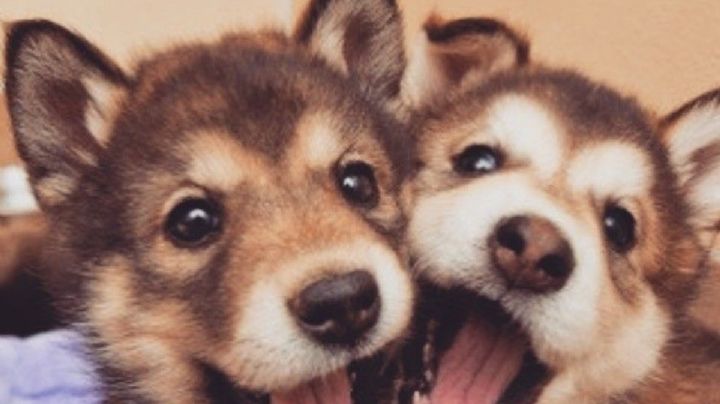 Estos son los nombres de perro que marcaron tendencia en 2025