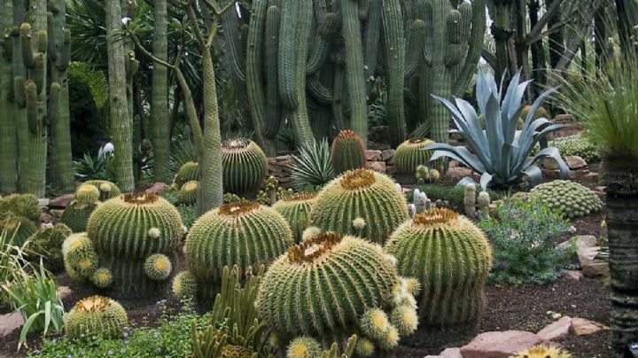 Comisión de Biodiversidad llama a priorizar jardines con plantas nativas a jacarandas o rosales