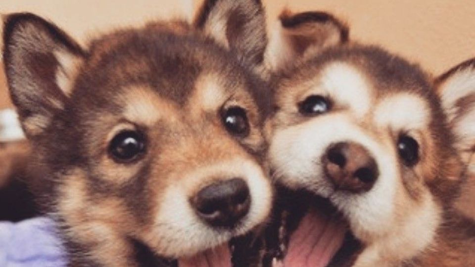 Para quienes deciden integrar una mascota a su vida