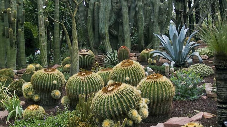 Piden a la ciudadanía priorizar plantas endémicas en jardines
