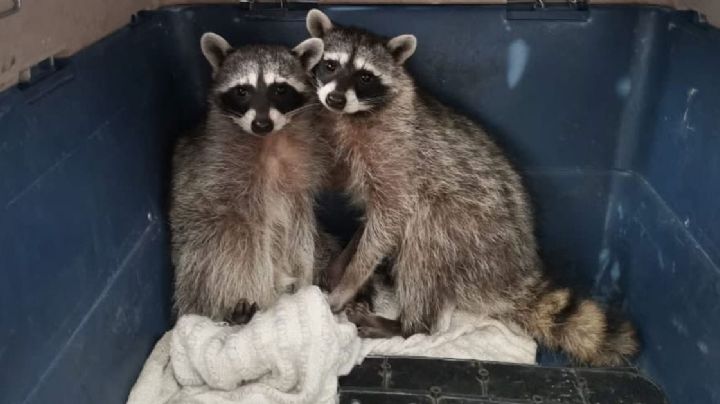 Dos mapaches sin hogar se arriesgaron en la ciudad y fueron rescatados en Balcones del campestre