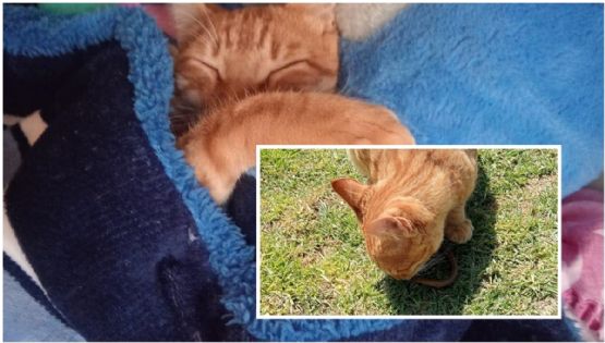 Bolo, el gato bebé que ha salvado a un niño de ataques de víbora en Hidalgo