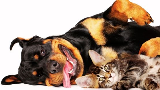 7 razas de perros que se llevan de maravilla con los gatos