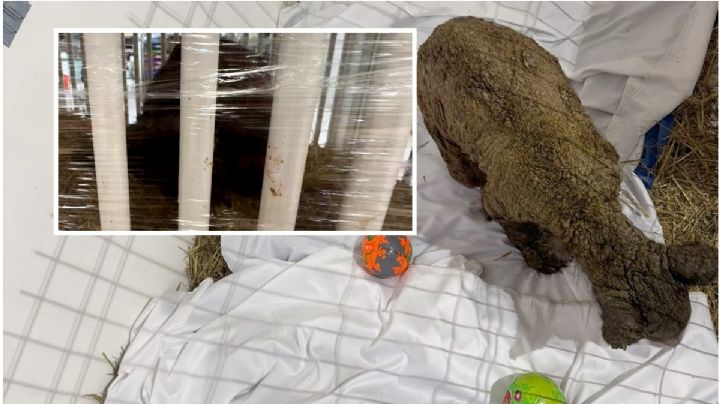 Osa Mina avanza a 51 días de llegar a Pachuca tras sufrir maltrato en Nuevo León | VIDEO