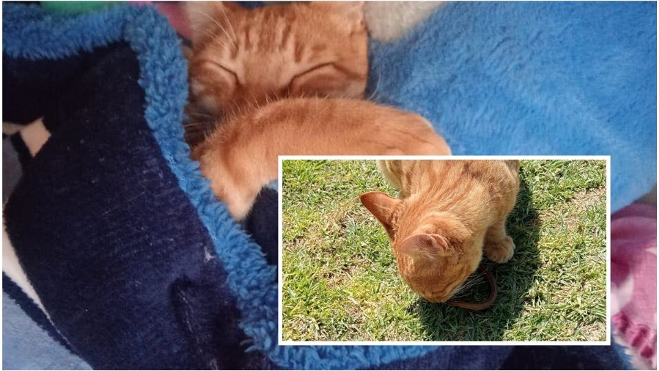 El gato pese a ser un bebé, se ha enfrentado como adulto a dos serpientes