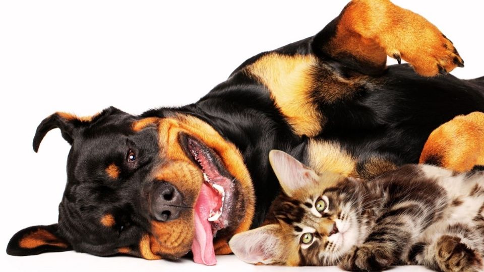 Puede ser un desafío, pero elegir la raza adecuada lo facilita