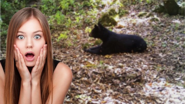 Avistamiento de oso en Chilcuautla, Hidalgo: ¿es real o imágenes con IA?