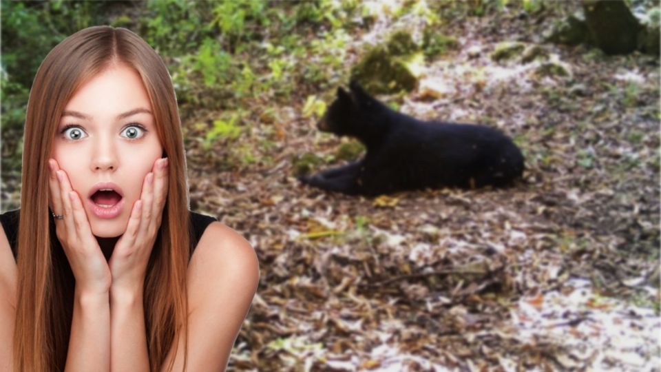 En 2017 ocurrió un avistamiento de oso negro en Hidalgo