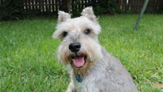 5 razas de perros que mantendrán tu hogar limpio y libre de pelos