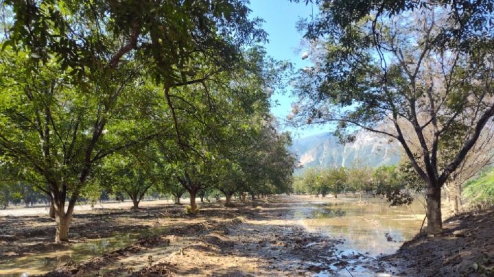 Suman 30 mil hectáreas afectadas por lluvias; Sader dará 6 mil pesos a campesinos