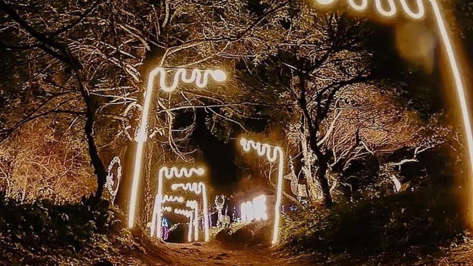 Lo que ya es clásico en el bosque es su asombrosa iluminación