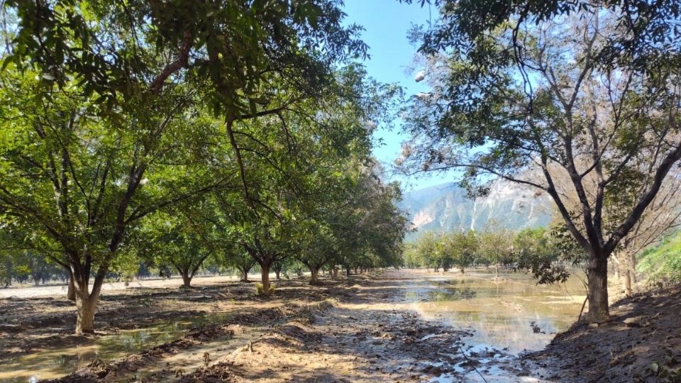 Productores reportaron pérdidas en 30 mil hectáreas de cultivo