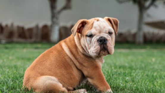 Las 5 razas de perros con menor desempeño en obediencia: ¿está tu compañero entre ellas?