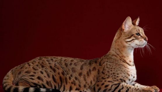 Los felinos más exclusivos del mundo: 8 razas cuyo encanto y rareza elevan su valor