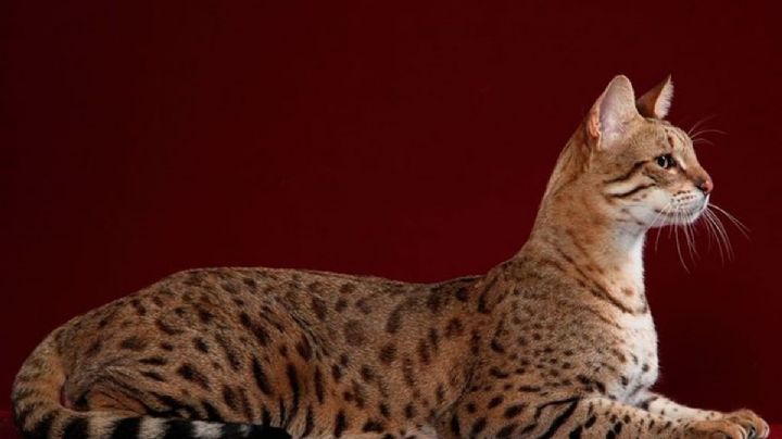 Los felinos más exclusivos del mundo: 8 razas cuyo encanto y rareza elevan su valor