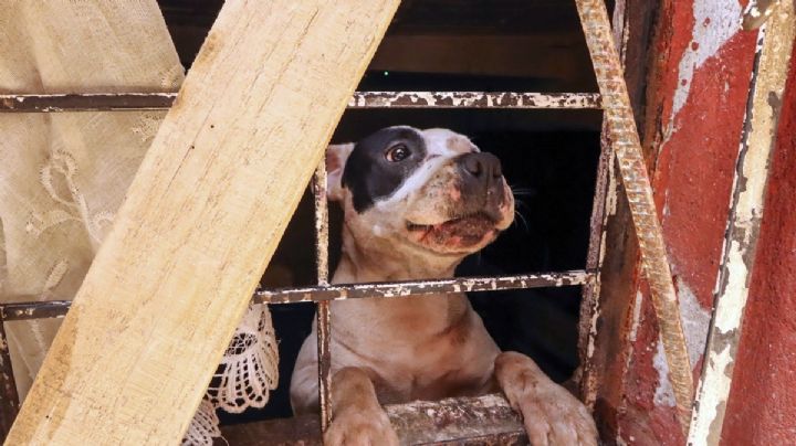 Vinculan a proceso a hombre que mató a tres gatos en Reynosa