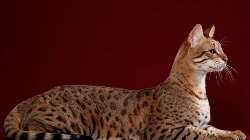 En su reproducción pueden elevar su costo