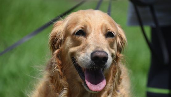 Estas son las 5 razas de perros más amigables: encuentra al compañero ideal para tu hogar