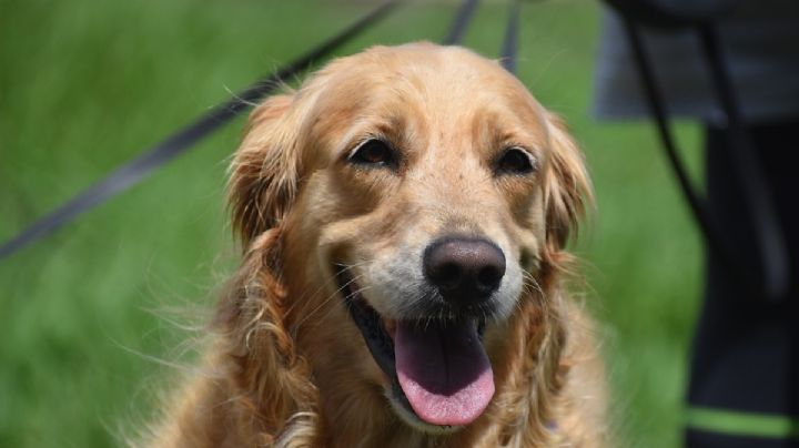 Estas son las 5 razas de perros más amigables: encuentra al compañero ideal para tu hogar