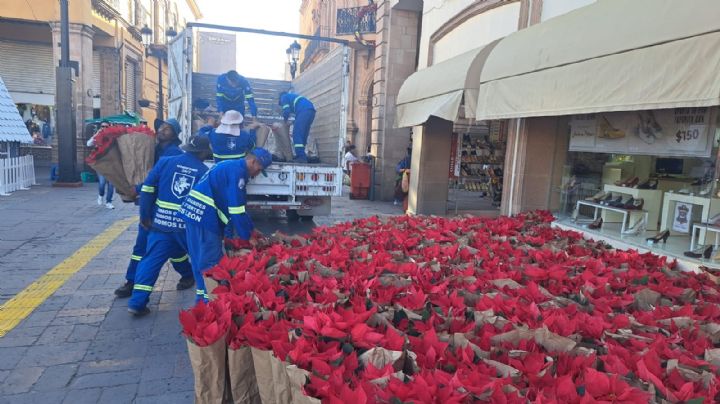 ¿Quieres una nochebuena?, el gobierno regala 7 mil plantas