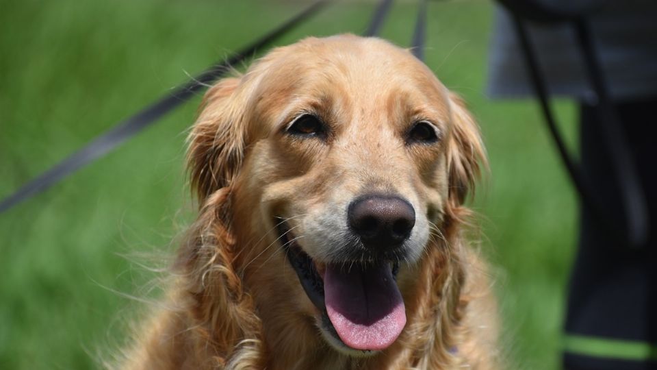 Por su nobleza y tolerancia